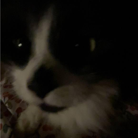 Meet your Posher, Wren - Picture 1 of 1